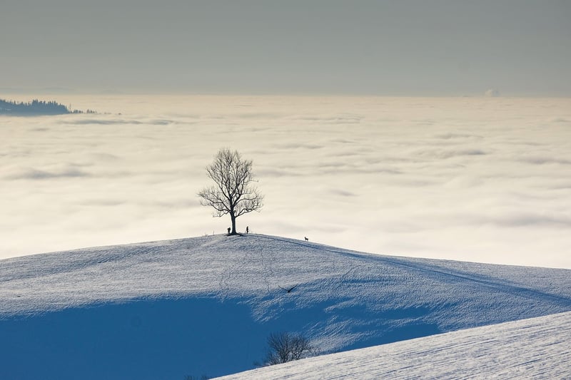 Enchanted Landscape